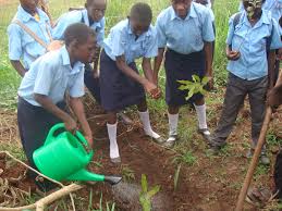 students planting trees in the school compound